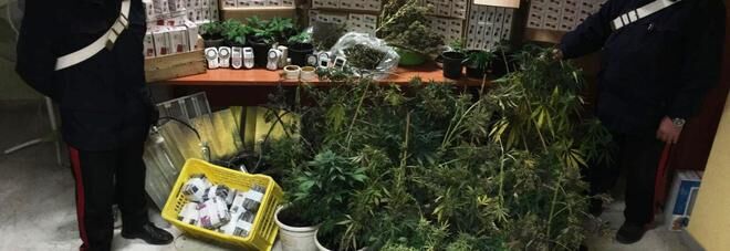 Napoli. Coltivavano cannabis in casa, arrestati due studenti fuori sede Napoli. Coltivavano cannabis in casa, arrestati due studenti fuori sede