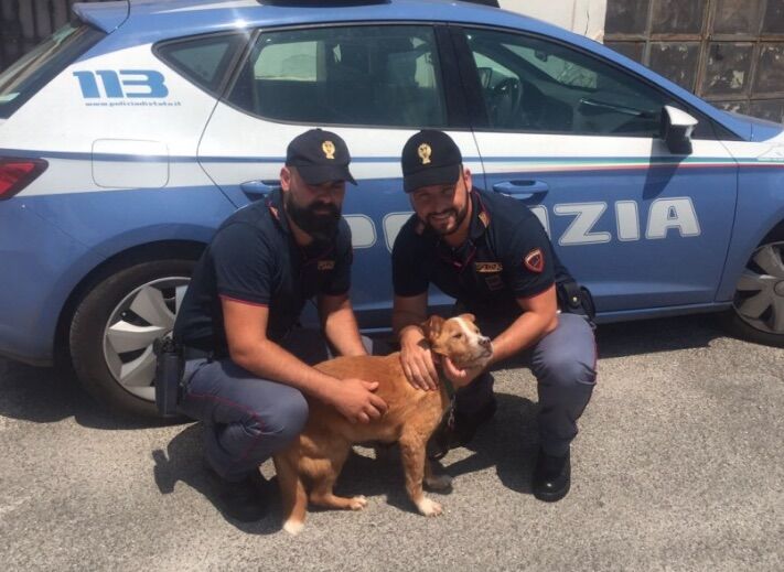 Prende a calci il cane e minaccia di lanciarlo dal balcone, arrestato 31enne Prende a calci il cane e minaccia di lanciarlo dal balcone, arrestato 31enne