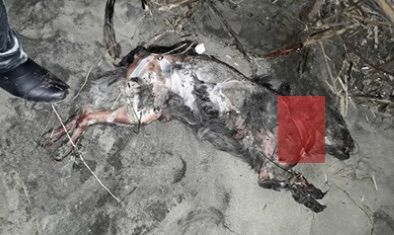 cane bruciato agropoli spiaggia