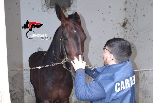 sequestrato cavallo dopo aversa