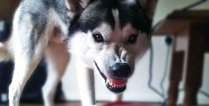cane morde bambina