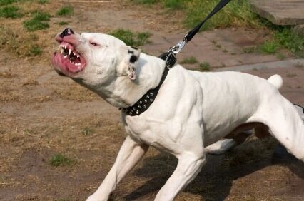 dogo argentino giugliano aggredisce bambino