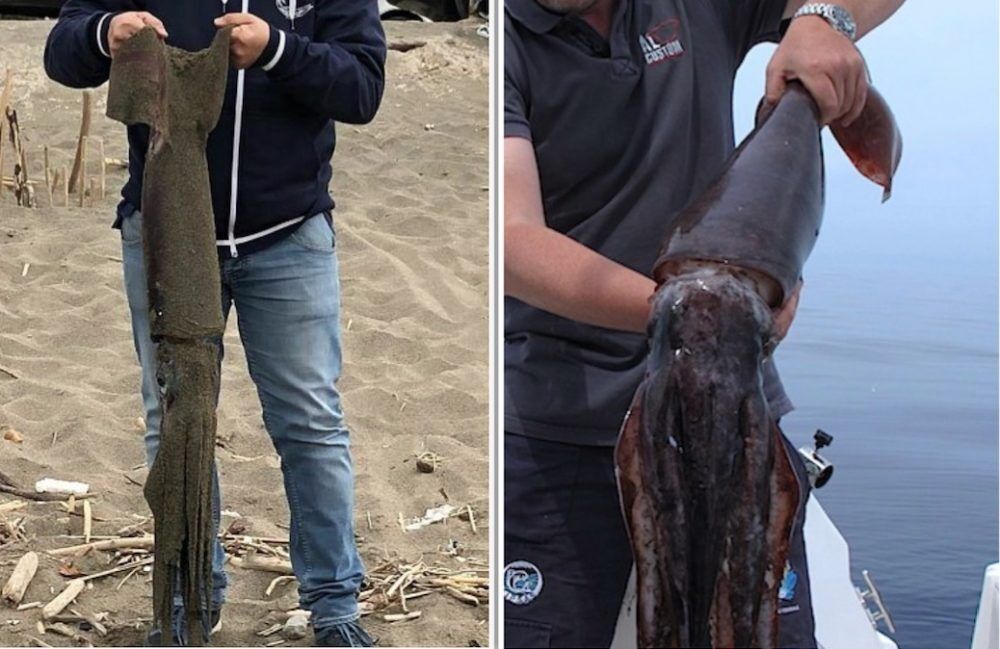 totano gigante trovato salerno spiaggia via allende