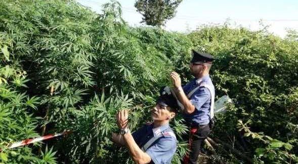 sequestro cannabis monti lattari