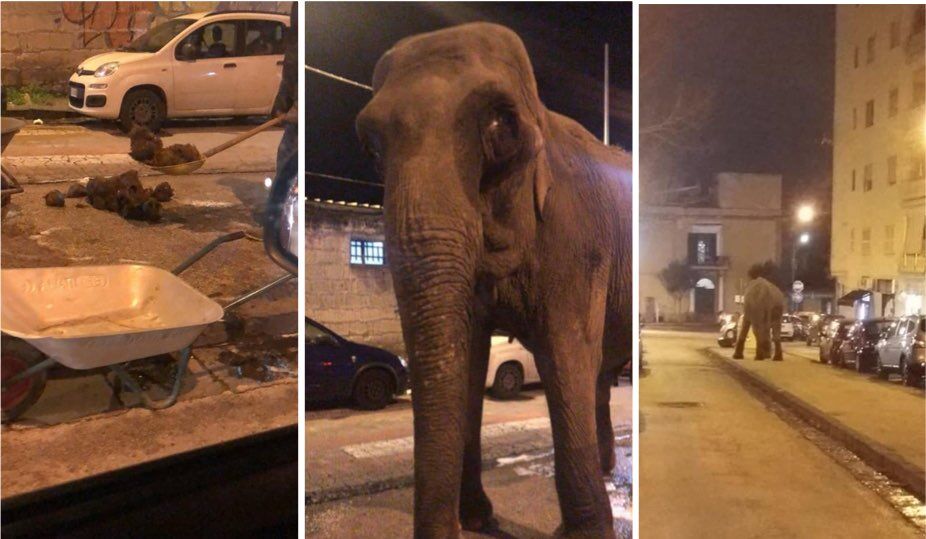 elefante scappa dal circo san giorgio a cremano sindaco zinno