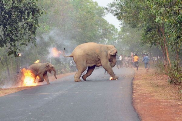 elefanti dati alle fiamme