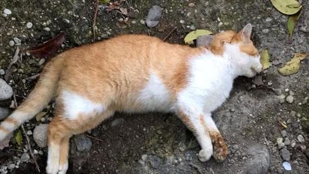 gatti uccisi parco grifo napoli