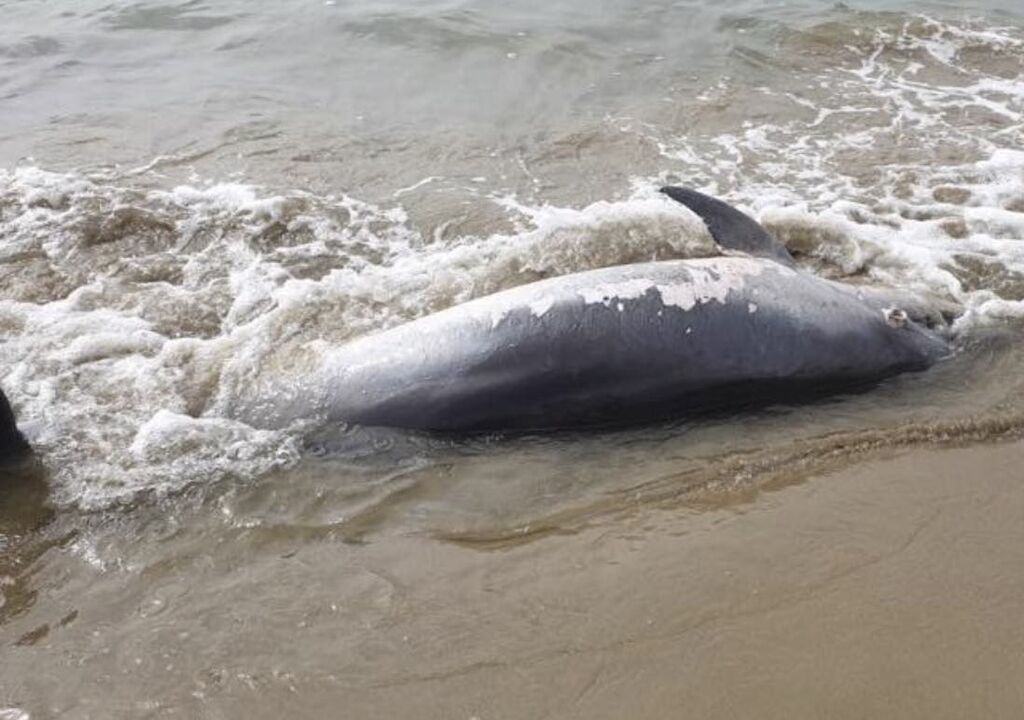 delfino morto latina