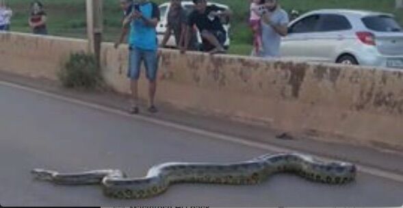 brasile anaconda in autostrada video