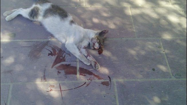 gatto torturato marsala