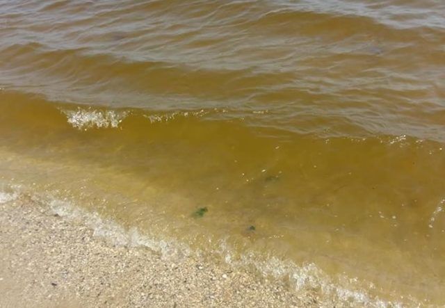 Salerno. Acqua marrone e alghe