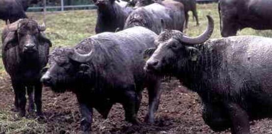 liquami bufale