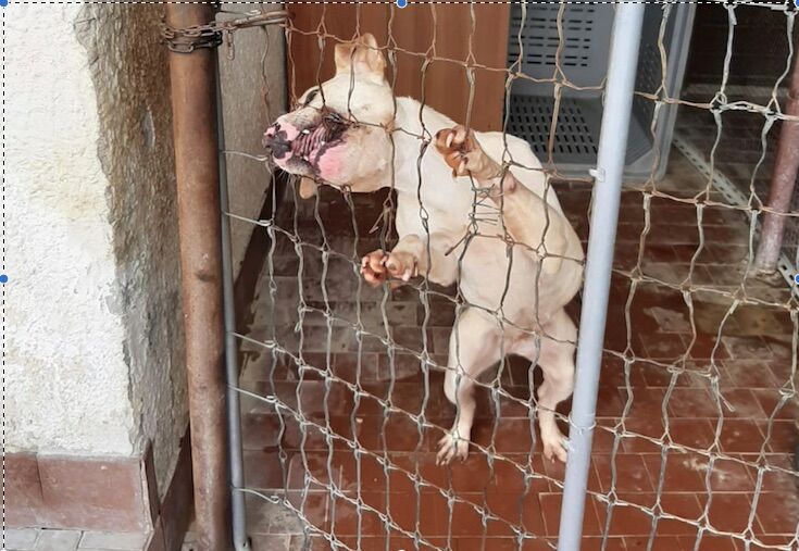 Cani maltrattati Cani maltrattati