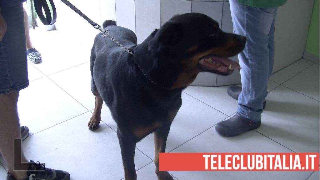 colpo di calore animal food giugliano cani animali