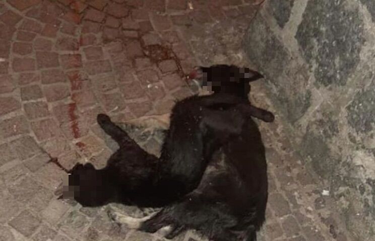 cane gatto morti cane gatto morti