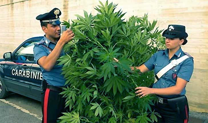 carabinieri piantagione marujiana arresti carabinieri piantagione marujiana arresti