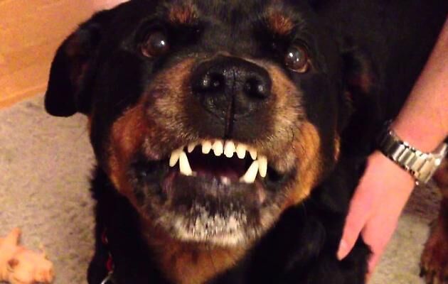 bimba azzannata rottweiler