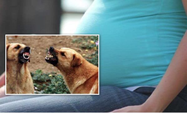 donna incinta cani