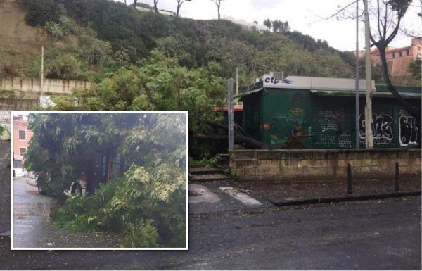 pozzuoli albero bus