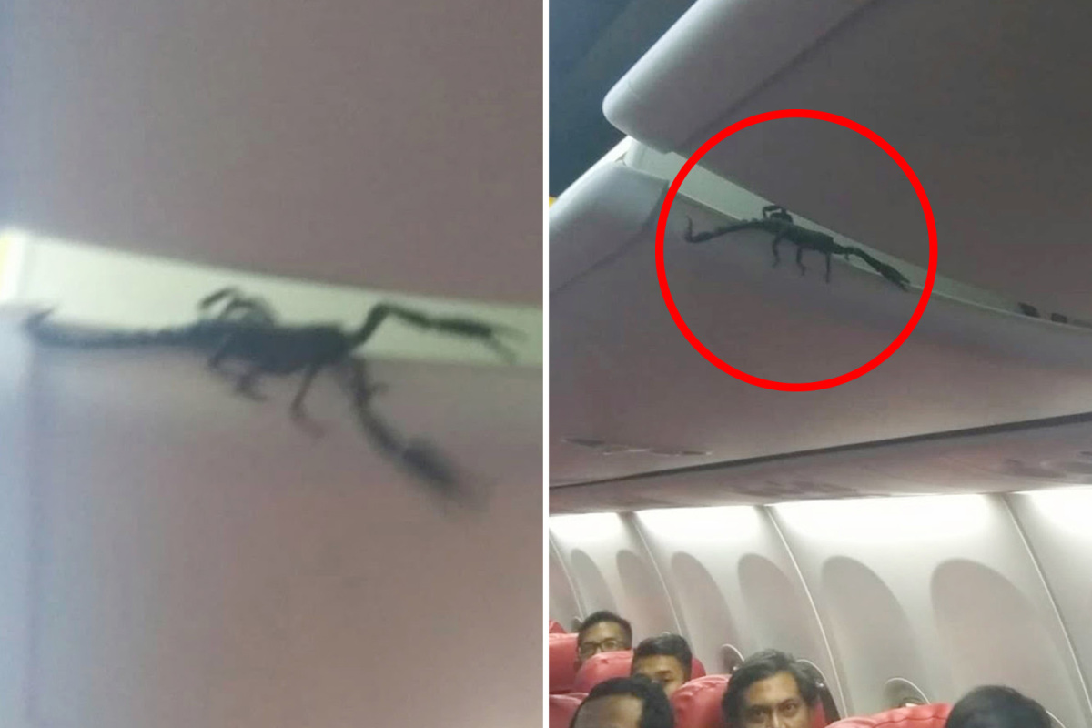 scorpione punge passeggera scorpione punge passeggera