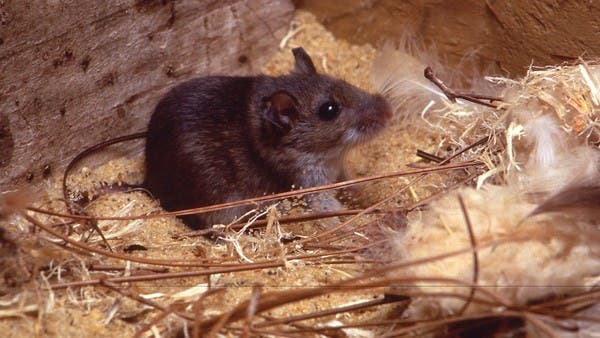 Hantavirus