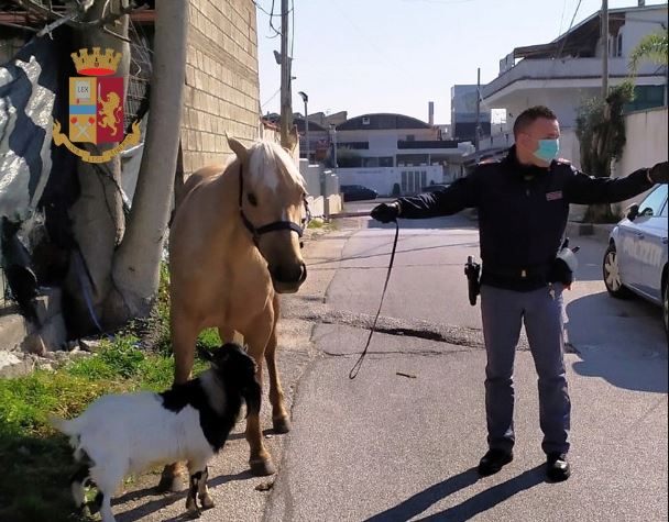 Giugliano cavallo e capra