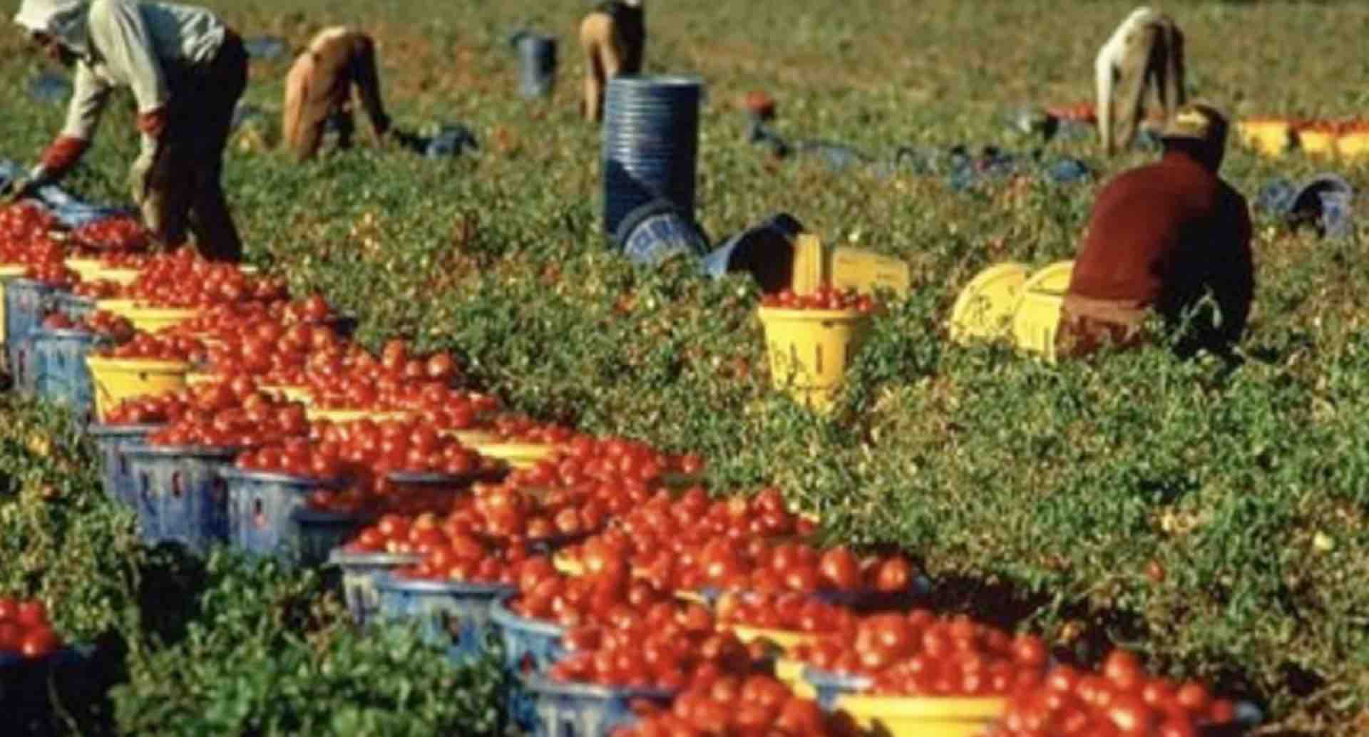 reddito di cittadinanza lavoro campi