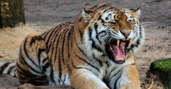 tigre sbrana donna zoo