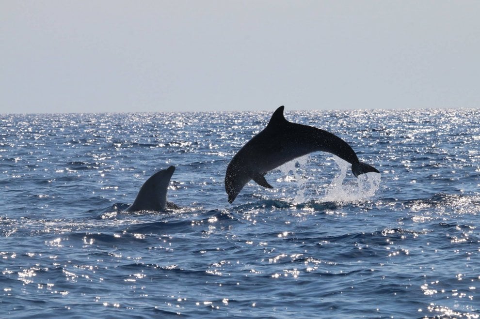 delfini procida