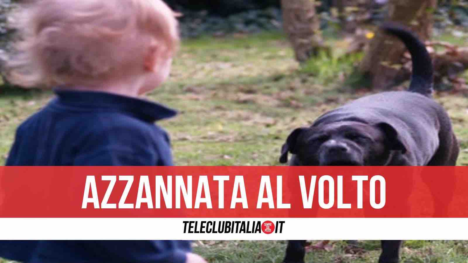 cani bambina san felice a cancello