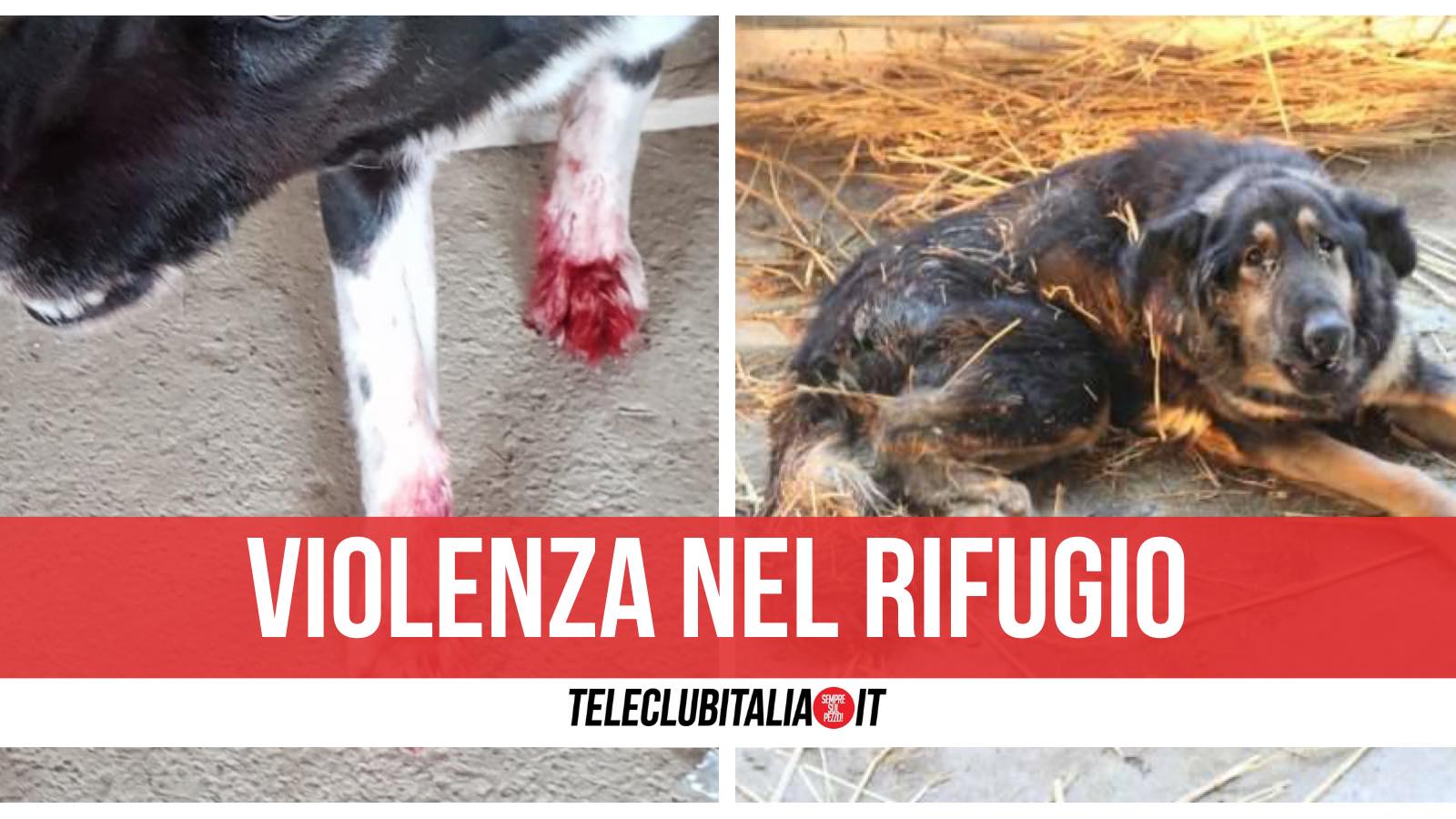 massacro rifugio cani via ripuaria giugliano varcaturo