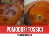 pomodori contaminati sequestro tonnellate