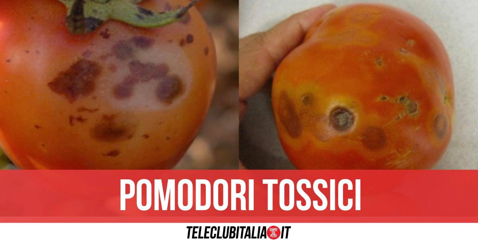 pomodori contaminati sequestro tonnellate