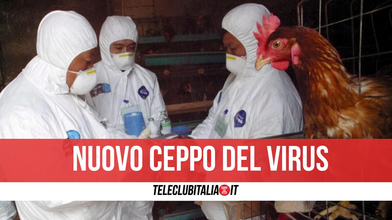 virus influenza aviaria cina