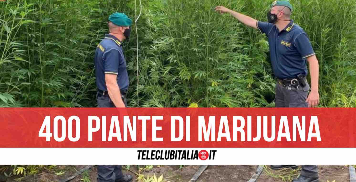 sequestro marijuana