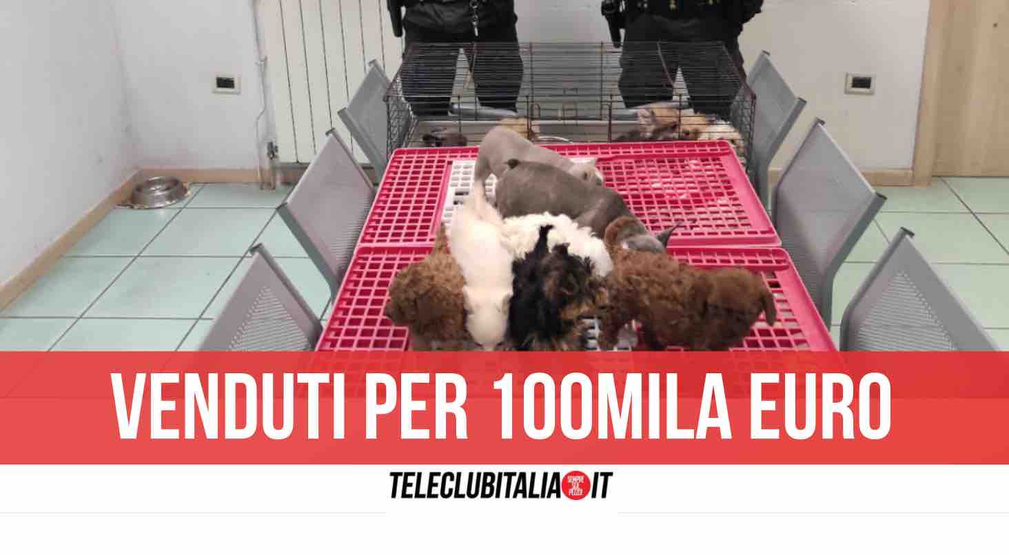 sequestrati cuccioli di razza caserta