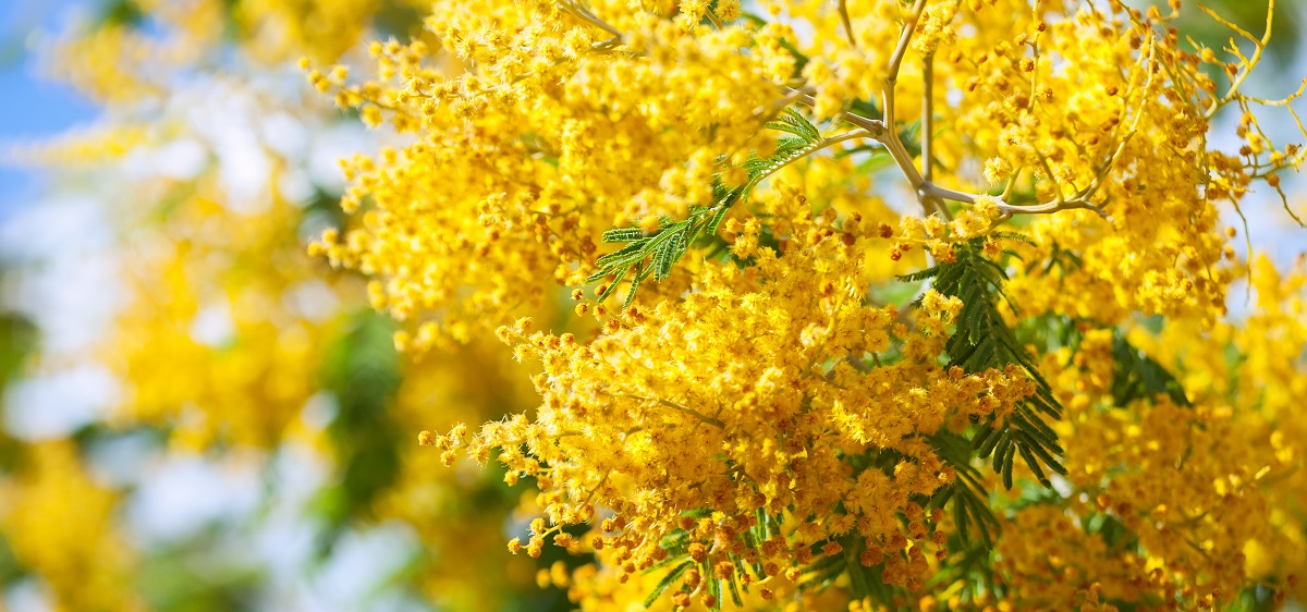Festa della donna, 8 marzo 2022: perché si regala la mimosa, simbolo, curiosità