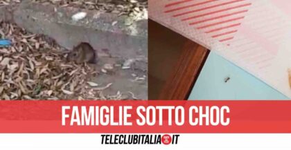 Napoli, l’asilo nido diventa un zoo: invasione di tipi nel cortile e formiche sui banchi