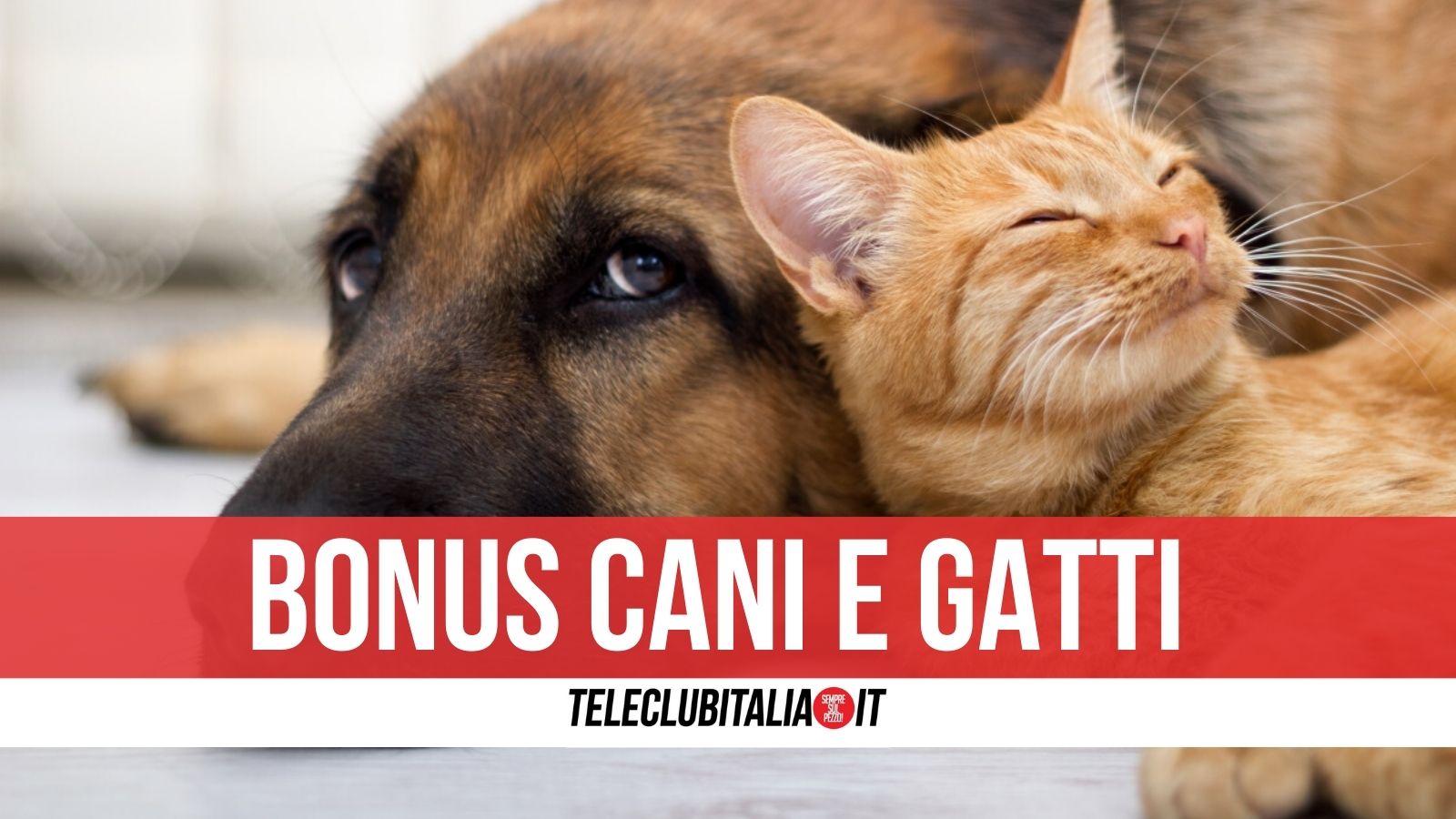 bonus cani e gatti 2022
