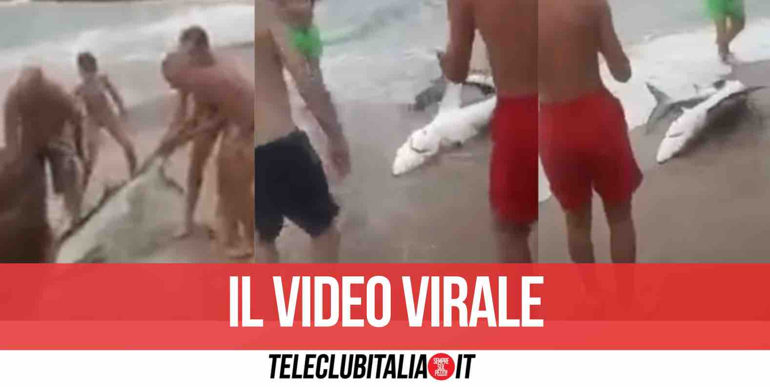 video squalo trascinato riva sardegna