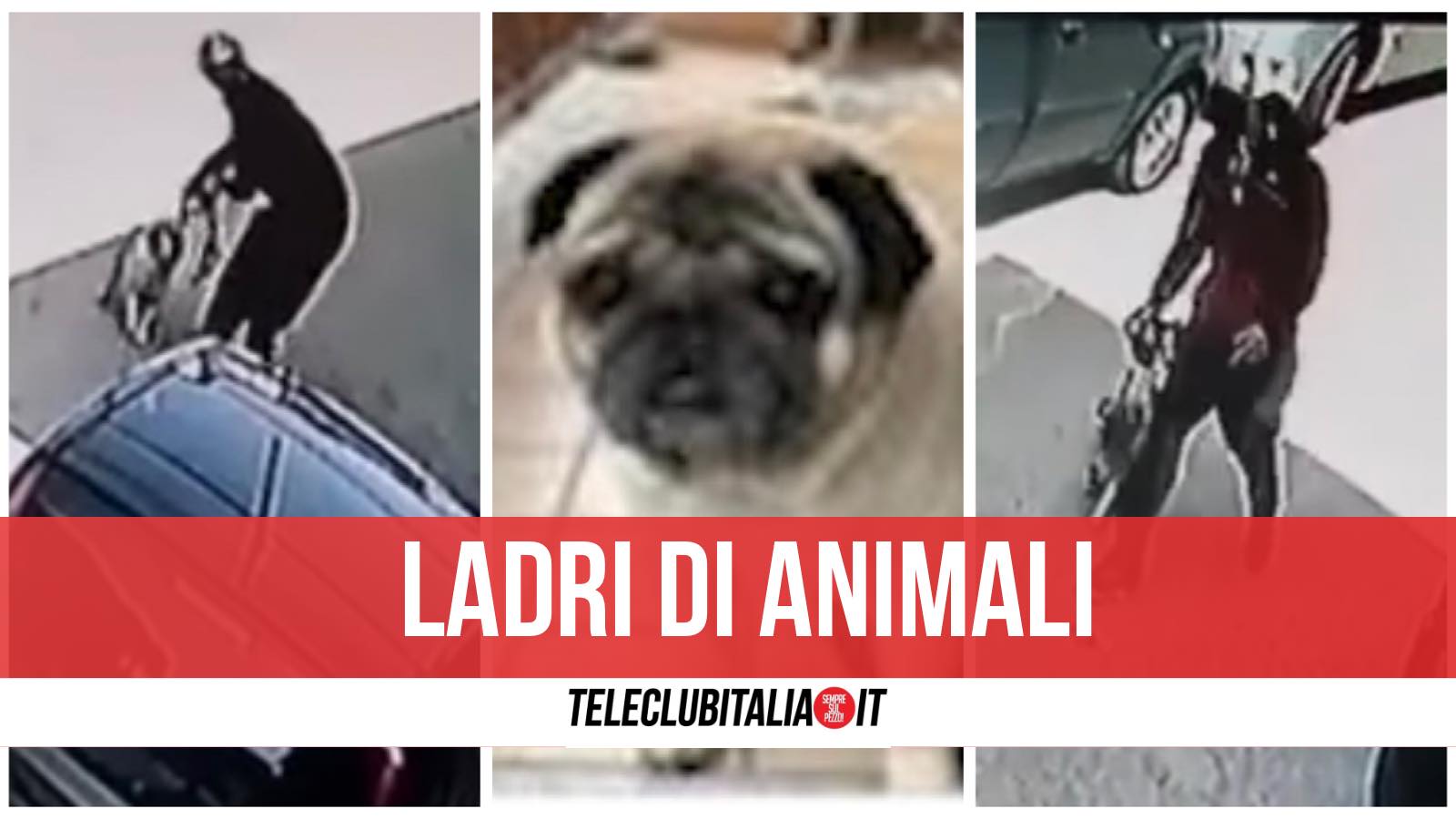 furto brusciano cane carlino video