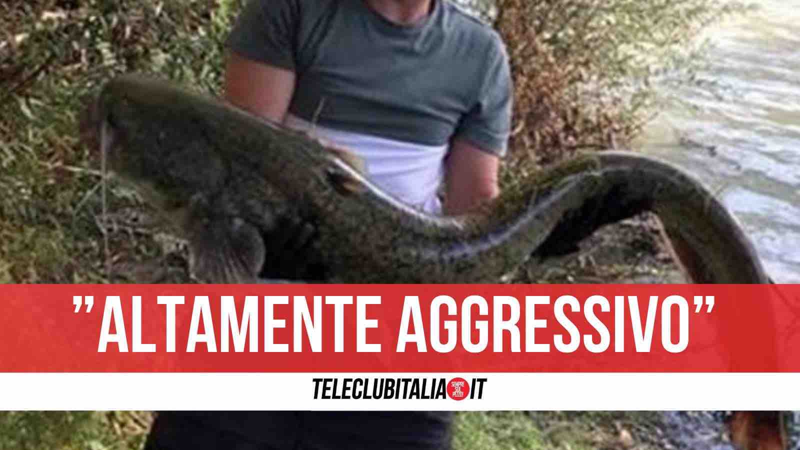 pesce siluro volturno pesce siluro volturno