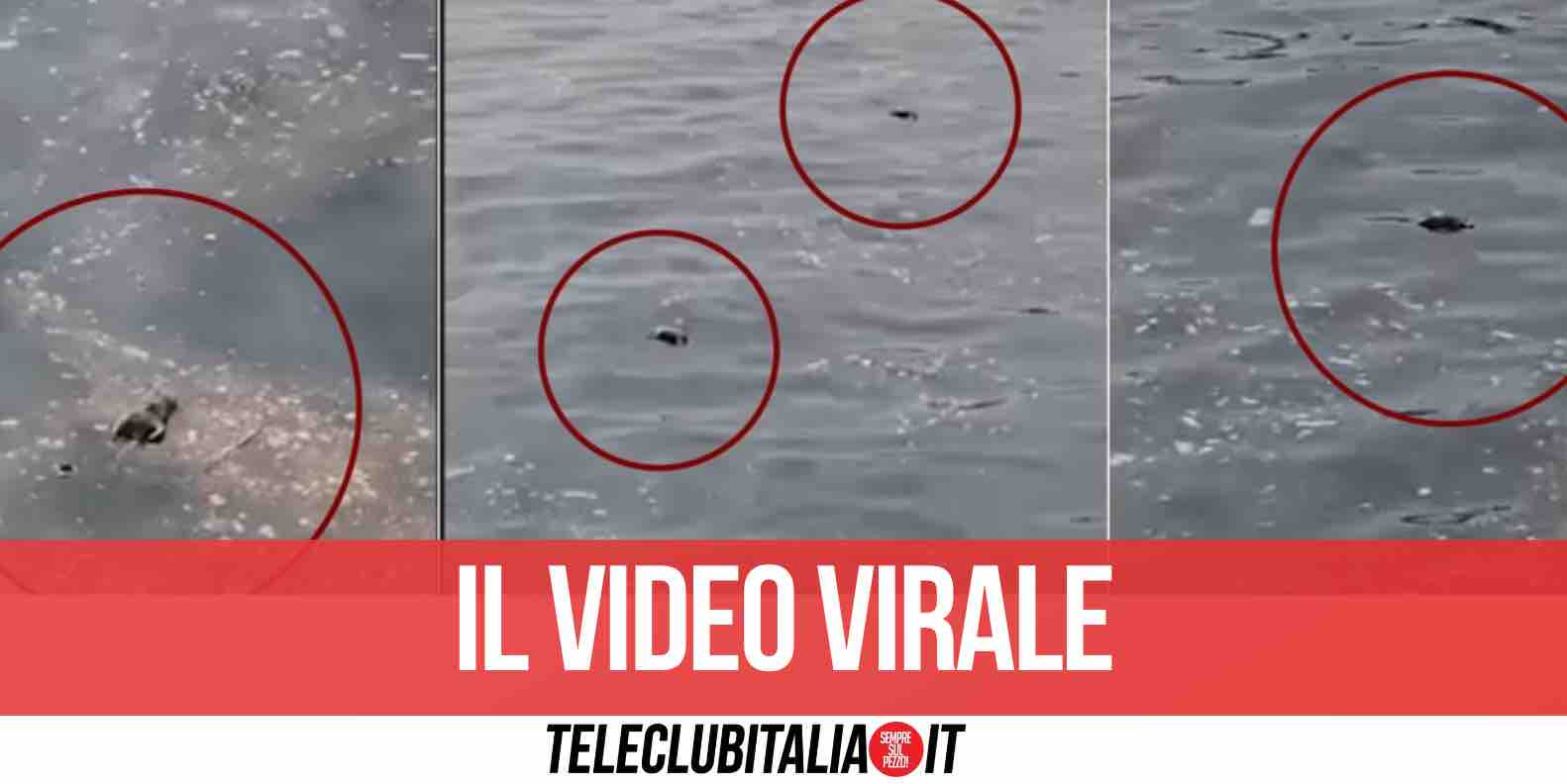 napoli topi morti coroglio video