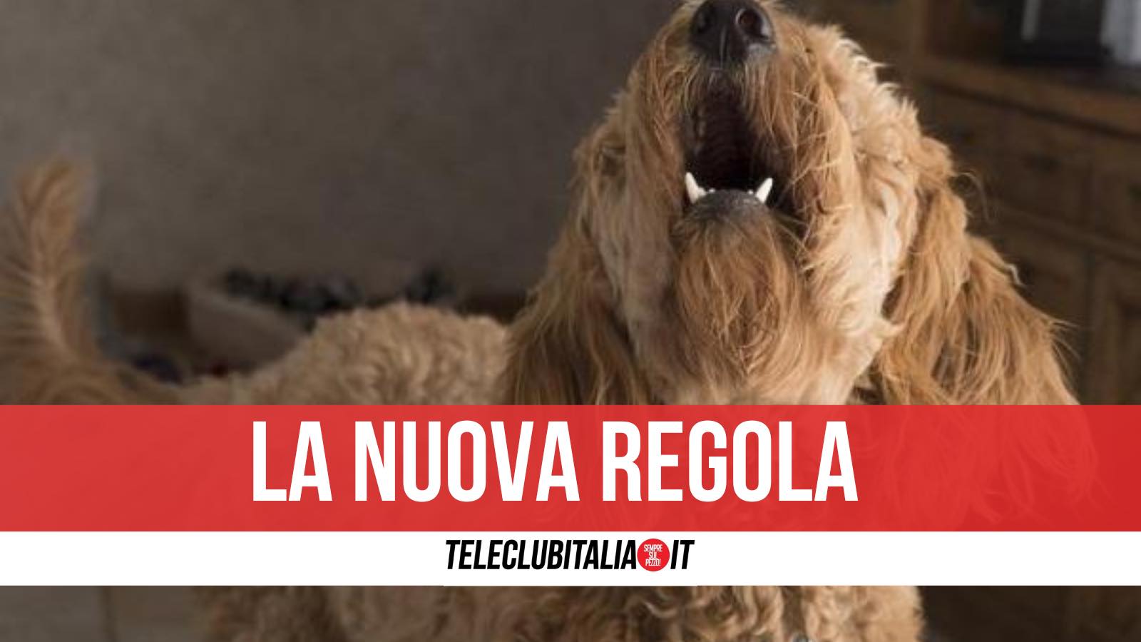 cane abbaia di notte risarcimento vicini