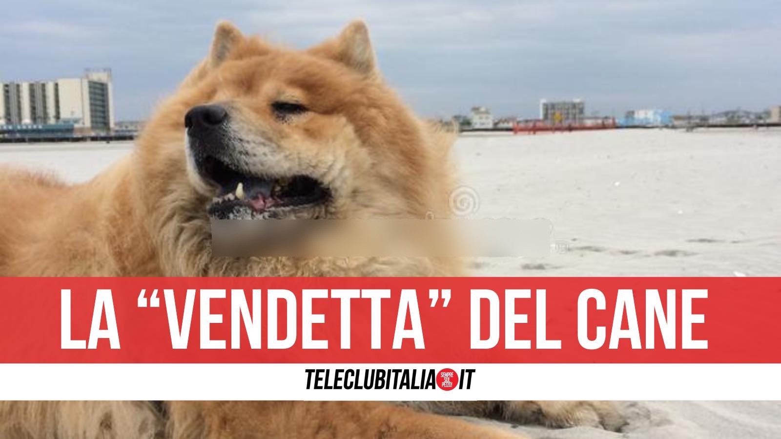 porto empedocle chow chow azzanna padrone