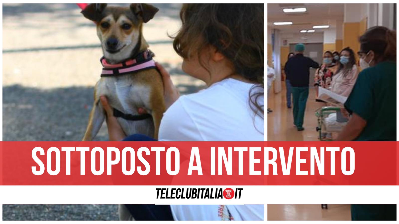 zooerastia castellammare di stabia sesso col cane