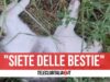 Strage di gatti a Mugnano, sette morti avvelenati
