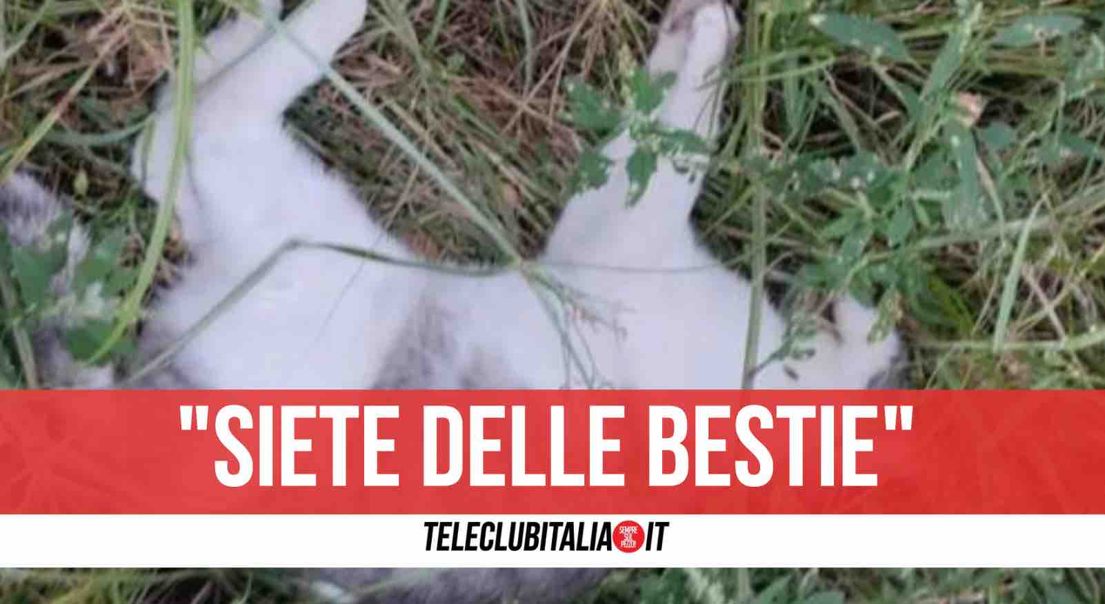 Strage di gatti a Mugnano, sette morti avvelenati