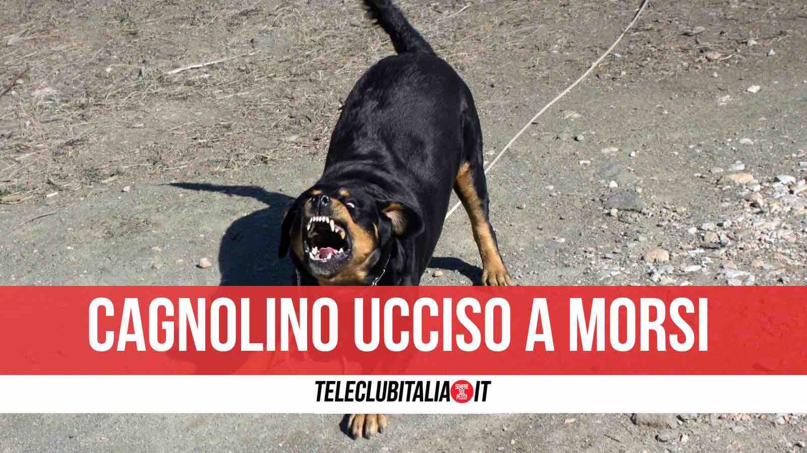 cane ucciso napoli