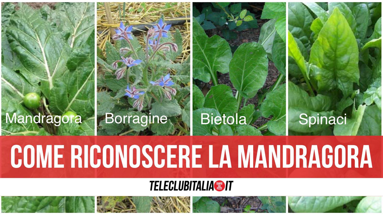 come distinguere la mandragora dagli spinaci